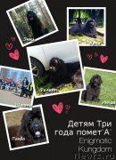 Превью фото № 241420