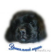 Превью фото № 241441