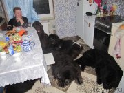 Превью фото № 241451