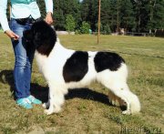 Превью фото № 241482