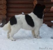 Превью фото № 241490