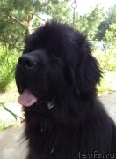 Превью фото № 241498