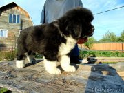 Превью фото № 241508