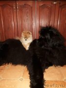 Превью фото № 241510