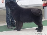 Превью фото № 241511