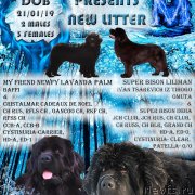 Превью фото № 241520