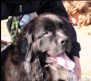 Превью фото № 241572