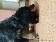 Превью фото № 241603