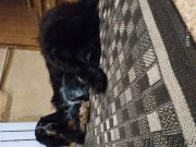 Превью фото № 241604