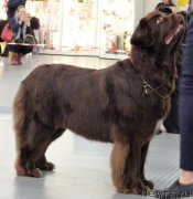 Превью фото № 241608