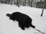 Превью фото № 241612