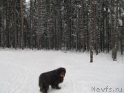 Превью фото № 241621