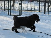 Превью фото № 241650