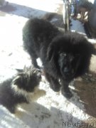 Превью фото № 241680