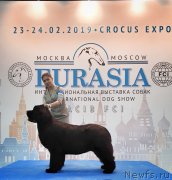 Превью фото № 241693