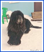 Превью фото № 241707