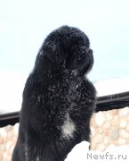 Превью фото № 241727