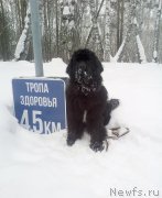 Превью фото № 241761