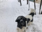 Превью фото № 241774