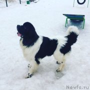 Превью фото № 241776