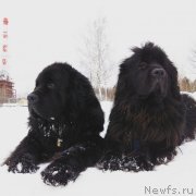 Превью фото № 241777