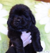 Превью фото № 241793