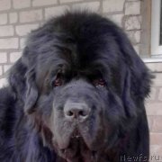 Превью фото № 241801