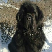 Превью фото № 241829