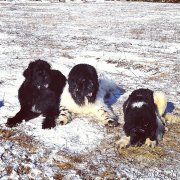 Превью фото № 241845