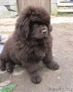 Превью фото № 241859