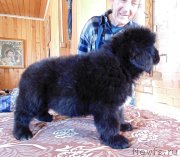 Превью фото № 241899