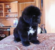 Превью фото № 241905