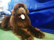 Превью фото № 241930