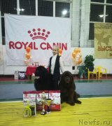 Превью фото № 241956