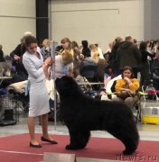 Превью фото № 241959