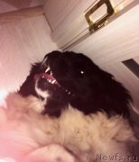 Превью фото № 241972