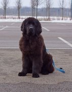 Превью фото № 241977