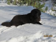 Превью фото № 241998