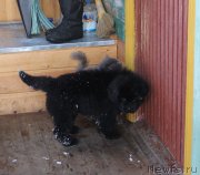 Превью фото № 242054