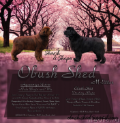 Превью фото № 242057