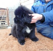 Превью фото № 242062