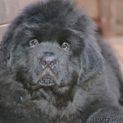 Превью фото № 242088