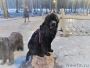 Превью фото № 242098