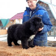 Превью фото № 242118