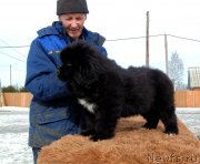 Превью фото № 242122