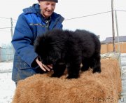 Превью фото № 242123