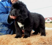 Превью фото № 242124