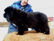 Превью фото № 242125