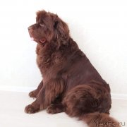 Превью фото № 242132