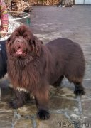 Превью фото № 242144